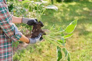 Want Your Hostas to Come Back Next Year? Do These 5 Things Before September Ends