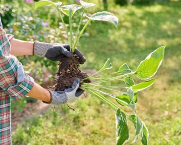 Want Your Hostas to Come Back Next Year? Do These 5 Things Before September Ends Want Your Hostas to Come Back Next Year? Do These 5 Things Before September Ends