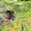 Want Your Hostas to Come Back Next Year? Do These 5 Things Before September Ends