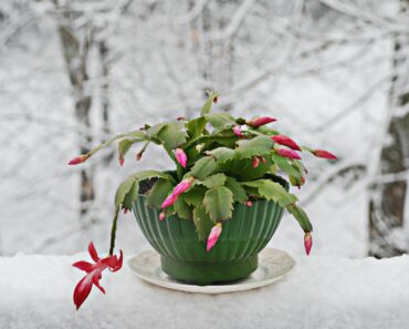 What a Christmas Cactus Needs in September for the Most Gorgeous Holiday Flowers – 6 Tasks That Decide Whether It Blooms What a Christmas Cactus Needs in September for the Most Gorgeous Holiday Flowers – 6 Tasks That Decide Whether It Blooms
