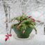 What a Christmas Cactus Needs in September for the Most Gorgeous Holiday Flowers – 6 Tasks That Decide Whether It Blooms