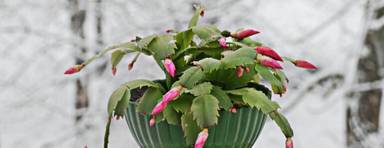 What a Christmas Cactus Needs in September for the Most Gorgeous Holiday Flowers – 6 Tasks That Decide Whether It Blooms