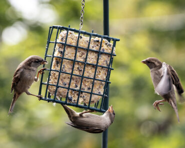 What Backyard Birds Need in September – 6 Easy Ways to Help Them Through Fall