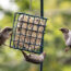 What Backyard Birds Need in September – 6 Easy Ways to Help Them Through Fall