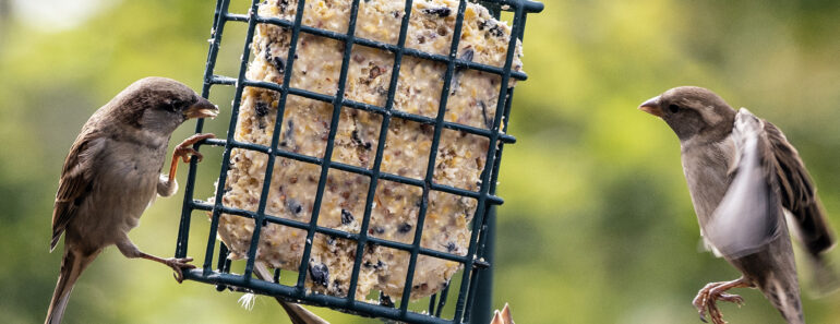 What Backyard Birds Need in September – 6 Easy Ways to Help Them Through Fall What Backyard Birds Need in September – 6 Easy Ways to Help Them Through Fall