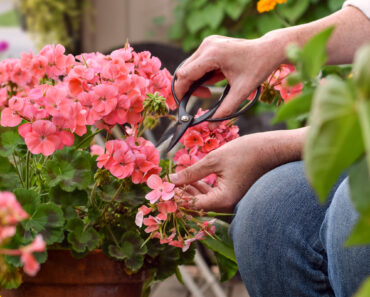 What Do With Geraniums in September – 4 Easy Tasks to Help Plants Survive & Thrive Again Next Summer