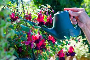 What Fuchsias Need in September – 6 Tips for a Final Flush and Gloriously Flamboyant Flowers Next Year