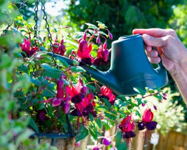 What Fuchsias Need in September – 6 Tips for a Final Flush and Gloriously Flamboyant Flowers Next Year What Fuchsias Need in September – 6 Tips for a Final Flush and Gloriously Flamboyant Flowers Next Year