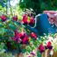 What Fuchsias Need in September – 6 Tips for a Final Flush and Gloriously Flamboyant Flowers Next Year