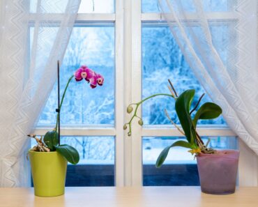 What Orchids Need in September – 6 Tasks That Decide Whether You Get Flowers This Winter What Orchids Need in September – 6 Tasks That Decide Whether You Get Flowers This Winter