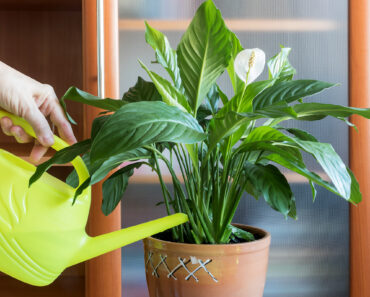 What Peace Lilies Need in September: 7 Simple Tasks To Do Before the Season Turns What Peace Lilies Need in September: 7 Simple Tasks To Do Before the Season Turns