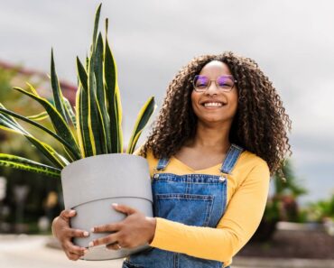 What Snake Plants Need in September – Do These 6 Things Before Cold Weather Settles In