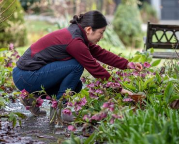 What to Do With Hellebores in Fall to Ensure Elegant Winter Blooms – 5 Easy Tasks to Check Off Your List in September What to Do With Hellebores in Fall to Ensure Elegant Winter Blooms – 5 Easy Tasks to Check Off Your List in September