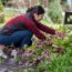 What to Do With Hellebores in Fall to Ensure Elegant Winter Blooms – 5 Easy Tasks to Check Off Your List in September