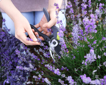 What to Do With Lavender in September – 5 Easy Tasks to Complete Now for More Fragrant Blooms Next Summer What to Do With Lavender in September – 5 Easy Tasks to Complete Now for More Fragrant Blooms Next Summer