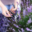 What to Do With Lavender in September – 5 Easy Tasks to Complete Now for More Fragrant Blooms Next Summer