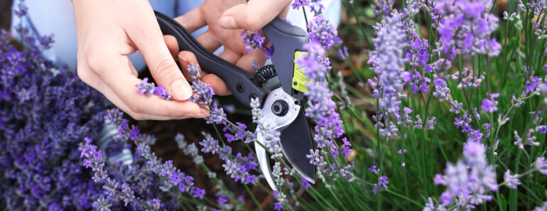 What to Do With Lavender in September – 5 Easy Tasks to Complete Now for More Fragrant Blooms Next Summer