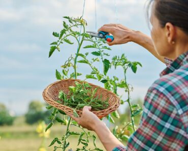 What to Do With Tomato Plants in September – 7 Easy Tasks to Get the Most Out of Your ‘Maters Before the First Frost