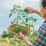 What to Do With Tomato Plants in September – 7 Easy Tasks to Get the Most Out of Your ‘Maters Before the First Frost