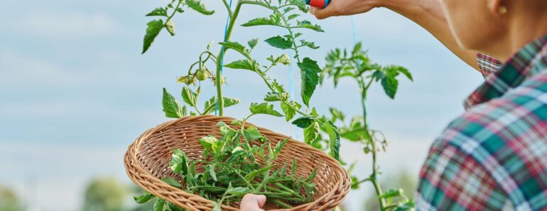 What to Do With Tomato Plants in September – 7 Easy Tasks to Get the Most Out of Your ‘Maters Before the First Frost