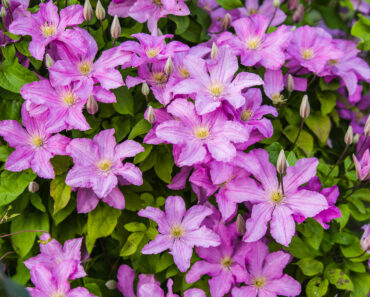 What Your Clematis Needs in September – 5 Easy Tasks to Boost Your Blooms and Protect Next Year’s Display