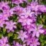 What Your Clematis Needs in September – 5 Easy Tasks to Boost Your Blooms and Protect Next Year’s Display