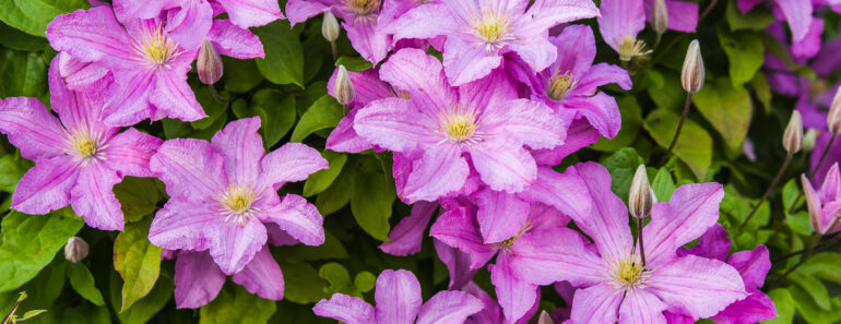What Your Clematis Needs in September – 5 Easy Tasks to Boost Your Blooms and Protect Next Year’s Display What Your Clematis Needs in September – 5 Easy Tasks to Boost Your Blooms and Protect Next Year’s Display