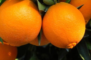 What’s Your Birth Month Fruit? Find Out What It Means – And Whether You Can Grow It