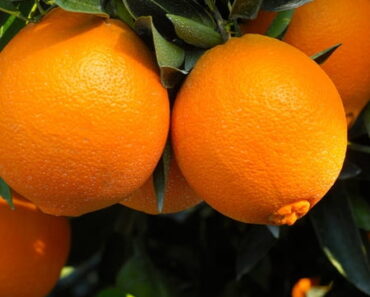 What’s Your Birth Month Fruit? Find Out What It Means – And Whether You Can Grow It What’s Your Birth Month Fruit? Find Out What It Means – And Whether You Can Grow It