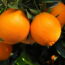 What’s Your Birth Month Fruit? Find Out What It Means – And Whether You Can Grow It