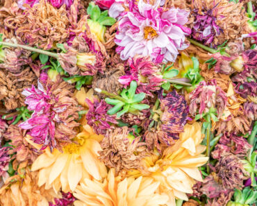Why Are My Dahlia Flowers Fading in September? Fixing Late-Season Bloom Drop