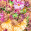 Why Are My Dahlia Flowers Fading in September? Fixing Late-Season Bloom Drop