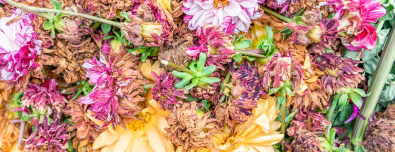 Why Are My Dahlia Flowers Fading in September? Fixing Late-Season Bloom Drop Why Are My Dahlia Flowers Fading in September? Fixing Late-Season Bloom Drop