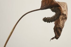 Why is My Peace Lily Flower Turning Brown? 6 Reasons It Happens and How to Keep Blooms Looking Fresh