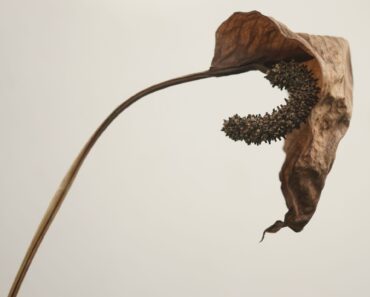 Why is My Peace Lily Flower Turning Brown? 6 Reasons It Happens and How to Keep Blooms Looking Fresh