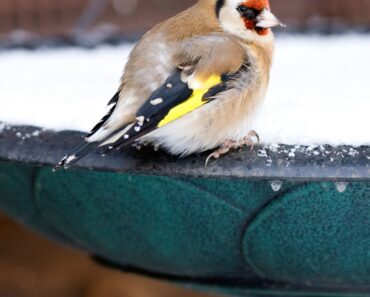 4 Smart Ways to Winterize Your Bird Bath and Stop This Life-Giving Water Supply Freezing Over 4 Smart Ways to Winterize Your Bird Bath and Stop This Life-Giving Water Supply Freezing Over