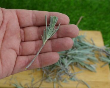 5 Plants You Can Propagate So Easily With a Cutting in October, Even if You’re a Beginner Gardener 5 Plants You Can Propagate So Easily With a Cutting in October, Even if You’re a Beginner Gardener