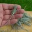 5 Plants You Can Propagate So Easily With a Cutting in October, Even if You’re a Beginner Gardener