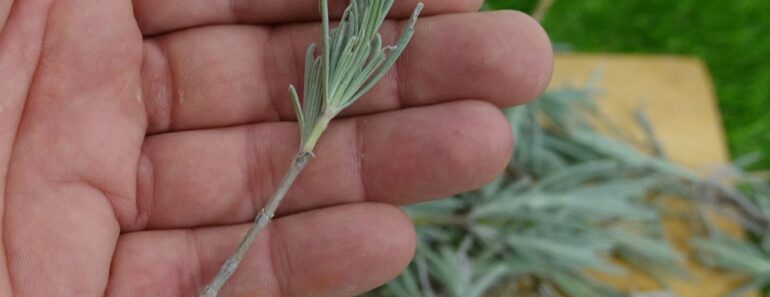 5 Plants You Can Propagate So Easily With a Cutting in October, Even if You’re a Beginner Gardener