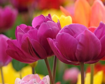 6 Striking Bulbs to Plant in November and Skyrocket Your Spring Garden – There’s Still Plenty of Time