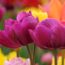 6 Striking Bulbs to Plant in November and Skyrocket Your Spring Garden – There’s Still Plenty of Time