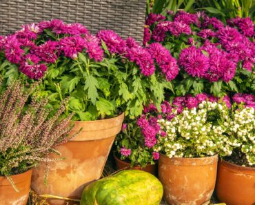 7 Gorgeous Plants to Grow Near Your Front Door in Fall – To Boost Your Curb Appeal Right Through to Winter 7 Gorgeous Plants to Grow Near Your Front Door in Fall – To Boost Your Curb Appeal Right Through to Winter