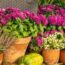 7 Gorgeous Plants to Grow Near Your Front Door in Fall – To Boost Your Curb Appeal Right Through to Winter