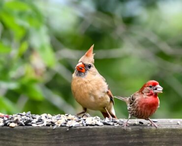 7 Kitchen Scraps You Should Save for Backyard Birds This Fall – Give Them a Helping Hand as Temperatures Drop