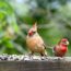 7 Kitchen Scraps You Should Save for Backyard Birds This Fall – Give Them a Helping Hand as Temperatures Drop