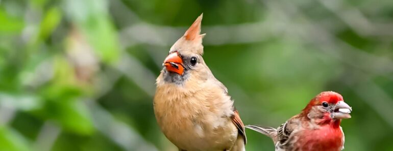 7 Kitchen Scraps You Should Save for Backyard Birds This Fall – Give Them a Helping Hand as Temperatures Drop 7 Kitchen Scraps You Should Save for Backyard Birds This Fall – Give Them a Helping Hand as Temperatures Drop