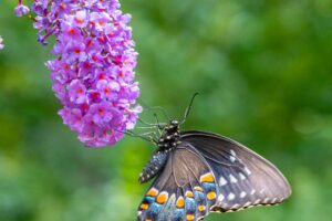 7 Perennials To Avoid Planting This Fall – They’re In Every Garden Center But Can Cause Serious Issues