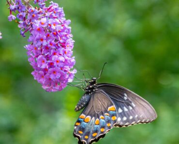7 Perennials To Avoid Planting This Fall – They’re In Every Garden Center But Can Cause Serious Issues