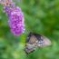 7 Perennials To Avoid Planting This Fall – They’re In Every Garden Center But Can Cause Serious Issues