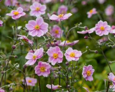 7 Underrated Perennials to Plant in October – For The Gorgeous Fall Color You Never Knew You Were Missing